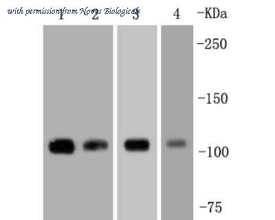 Novus Biologicals NBP2-67327 image 1