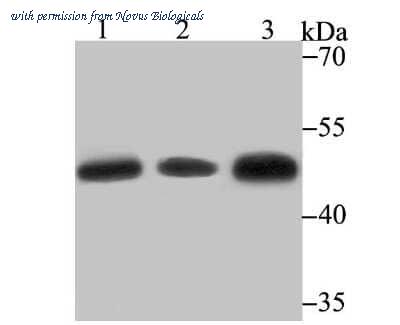 Novus Biologicals NBP2-75513 image 1