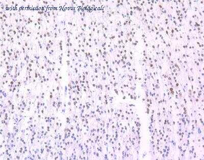 Novus Biologicals NBP2-67314 image 1