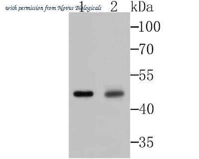 Novus Biologicals NBP2-75501 image 1
