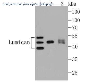 Novus Biologicals NBP2-76847 image 1