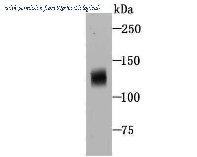 Novus Biologicals NBP2-75593 image 1