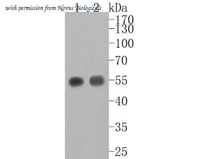 Novus Biologicals NBP2-67150 image 1