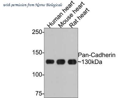 Novus Biologicals NBP2-67540 image 1