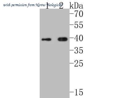 Novus Biologicals NBP2-67400 image 1