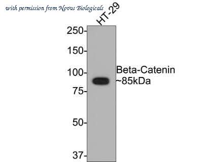 Novus Biologicals NBP2-67307 image 1