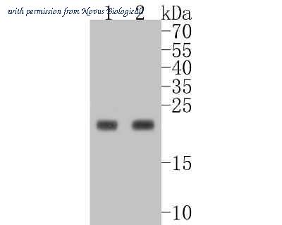 Novus Biologicals NBP2-67650 image 1
