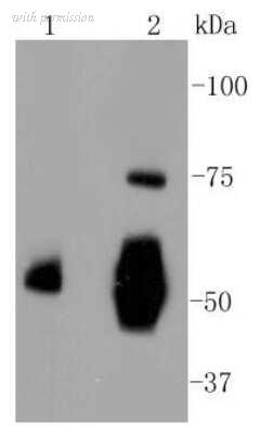 Novus Biologicals NBP2-67511 image 1