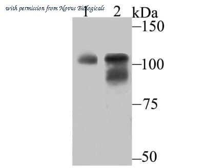 Novus Biologicals NBP2-75601 image 1