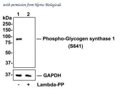Novus Biologicals NBP2-67315 image 1