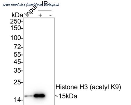 Novus Biologicals NBP3-32430 image 1