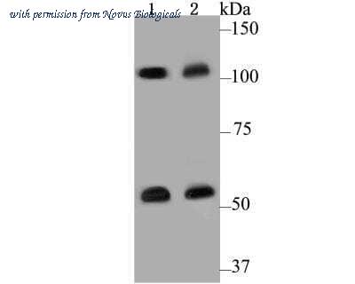 Novus Biologicals NBP2-76922 image 1
