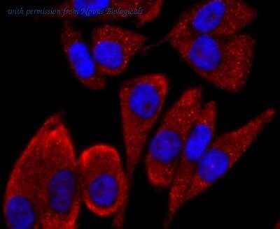 Novus Biologicals NBP2-67229 image 1