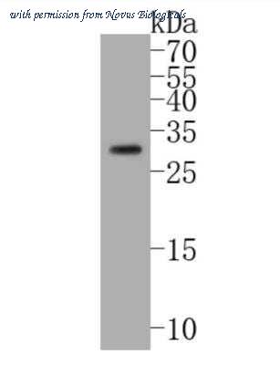 Novus Biologicals NBP2-67192 image 1