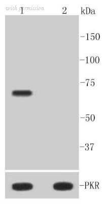 Novus Biologicals NBP2-67426 image 1