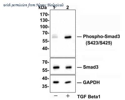 Novus Biologicals NBP2-67513 image 1