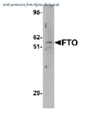 Novus Biologicals NBP1-77021 image 1