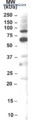 Novus Biologicals NB100-784 image 1