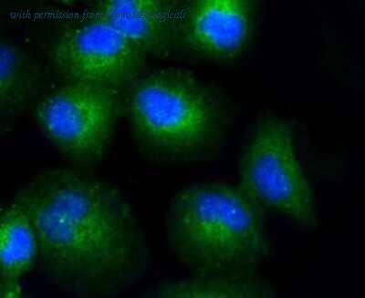 Novus Biologicals NBP2-67316 image 1
