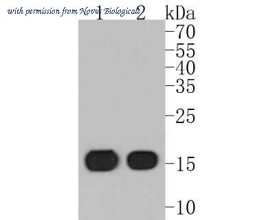 Novus Biologicals NBP2-75533 image 1
