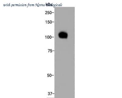Novus Biologicals NBP2-66929 image 1