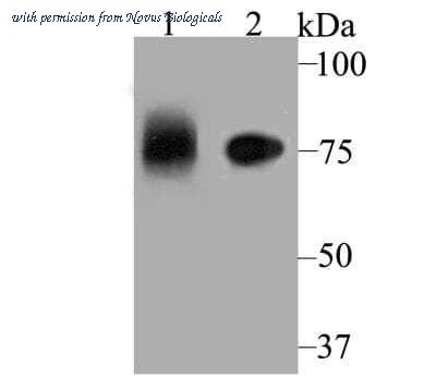 Novus Biologicals NBP2-76911 image 1
