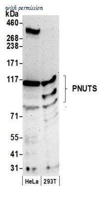 Novus Biologicals NB100-605 image 1