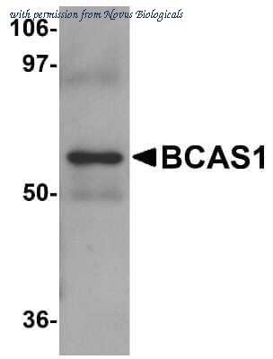 Novus Biologicals NBP1-77123 image 1