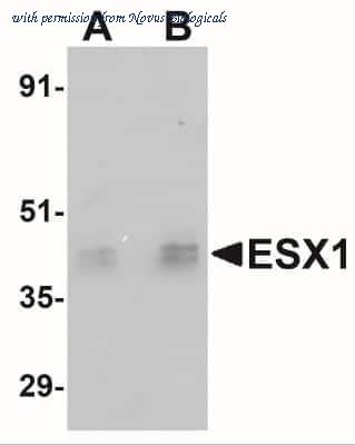 Novus Biologicals NBP1-77114 image 1