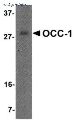 Novus Biologicals NBP2-81755 image 1