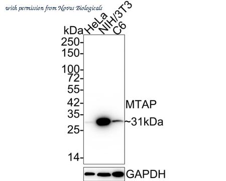 Novus Biologicals NBP3-32610 image 1