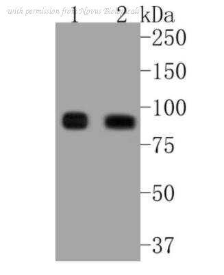 Novus Biologicals NBP2-67518 image 1