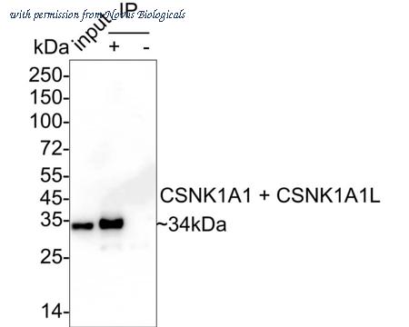 Novus Biologicals NBP3-33146 image 1
