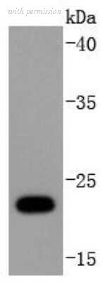 Novus Biologicals NBP2-67917 image 1
