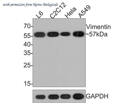 Novus Biologicals NBP3-33093 image 1