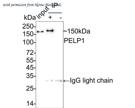 Novus Biologicals NBP3-32734 image 1