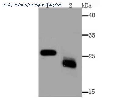 Novus Biologicals NBP2-75563 image 1