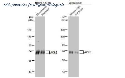 Novus Biologicals NBP3-13720 image 1
