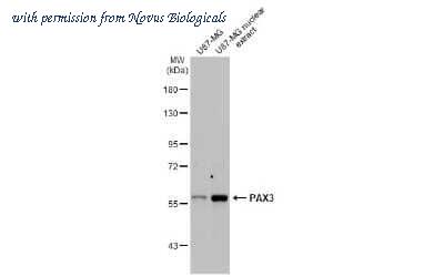 Novus Biologicals NBP3-13661 image 1