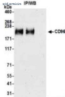 Novus Biologicals NBP3-14682 image 1