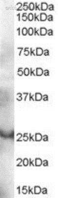 Novus Biologicals NB100-800 image 1