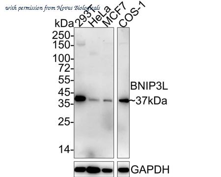 Novus Biologicals NBP3-32087 image 1
