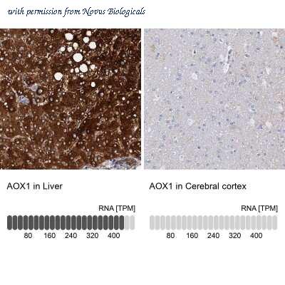 Novus Biologicals NBP1-89071 image 1