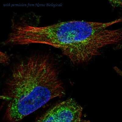 Novus Biologicals NBP1-83866 image 1
