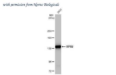 Novus Biologicals NBP3-13697 image 1