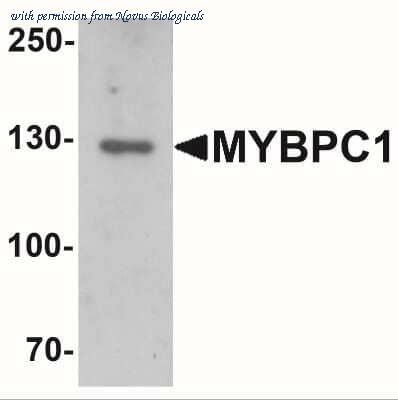 Novus Biologicals NBP2-41157 image 1