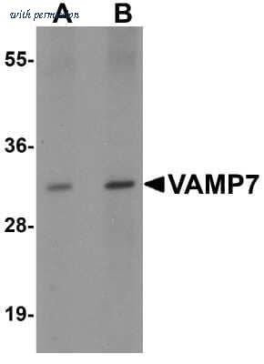 Novus Biologicals NBP2-41183 image 1