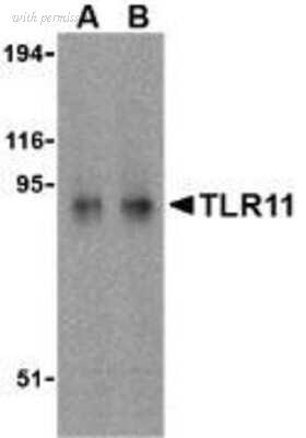 Novus Biologicals NBP1-77204 image 1