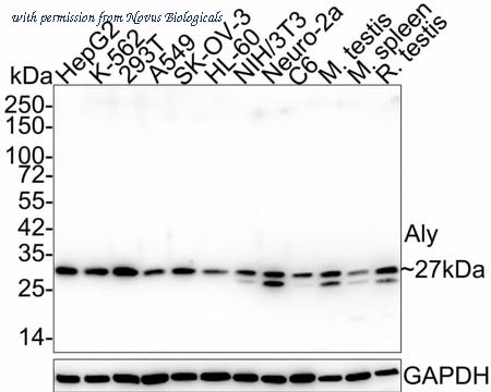 Novus Biologicals NBP3-32033 image 1