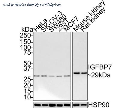 Novus Biologicals NBP3-32461 image 1